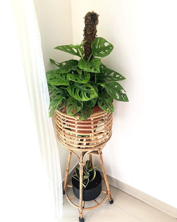 Pot Holder Stand, Planter with 3 Legs in Beige Color in Cane by INDIA CRAFT